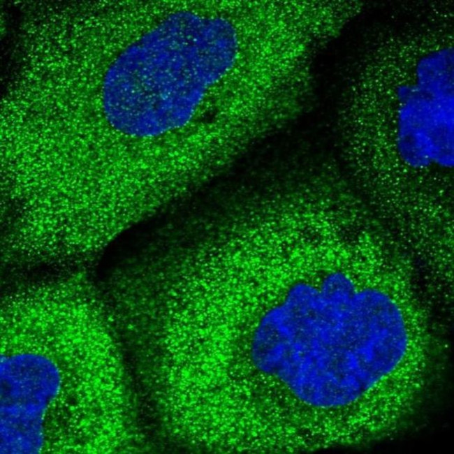 WDR6 Antibody in Immunocytochemistry (ICC/IF)