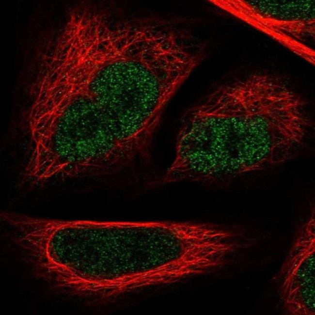 GAPDHS Antibody in Immunocytochemistry (ICC/IF)