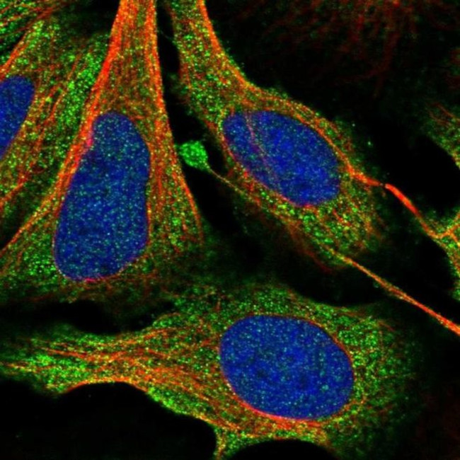 SAC3D1 Antibody in Immunocytochemistry (ICC/IF)