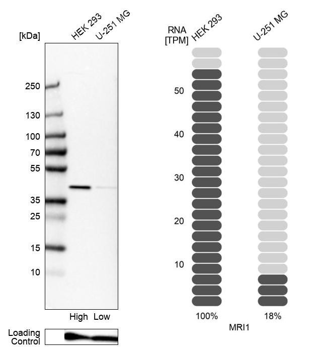 MRI1 Antibody