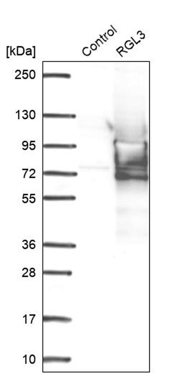 RGL3 Antibody in Western Blot (WB)