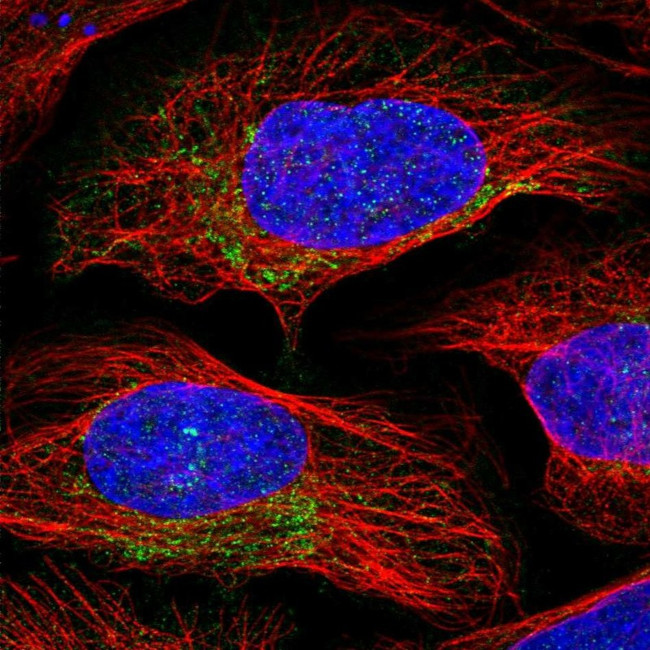 PSMB3 Antibody in Immunocytochemistry (ICC/IF)