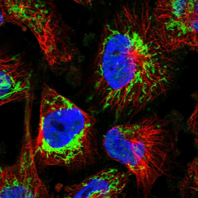 ATP5H Antibody in Immunocytochemistry (ICC/IF)