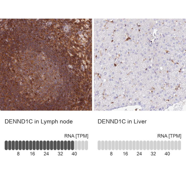 DENND1C Antibody