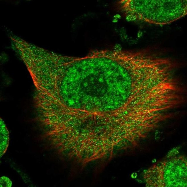 RBM41 Antibody in Immunocytochemistry (ICC/IF)