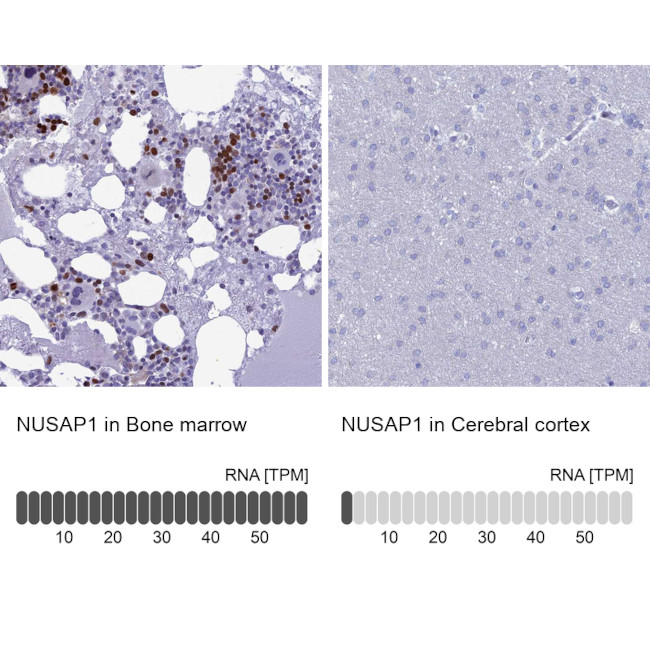 NUSAP1 Antibody