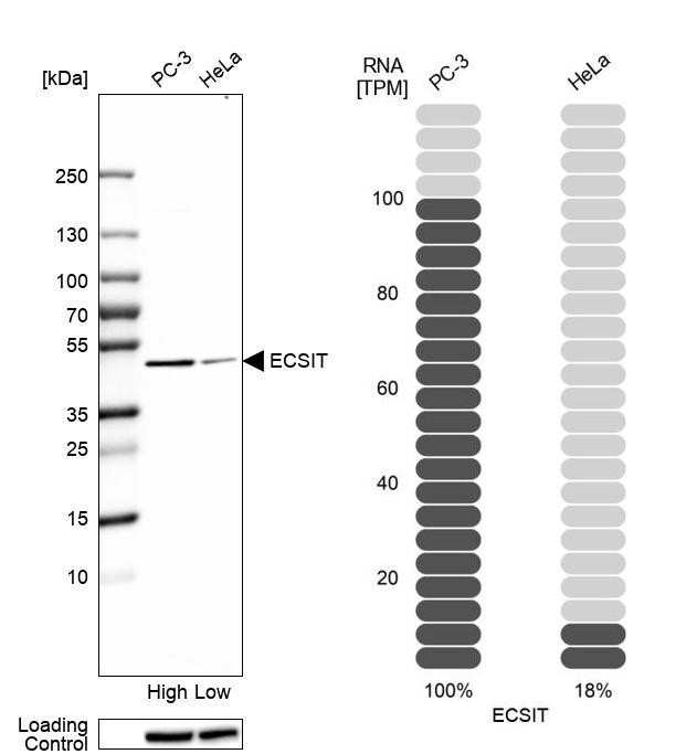 ECSIT Antibody