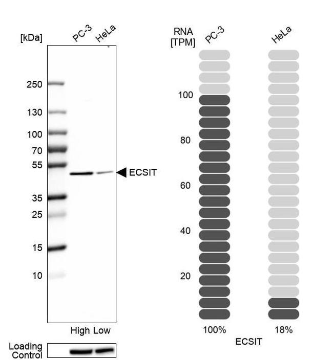 ECSIT Antibody in Western Blot (WB)