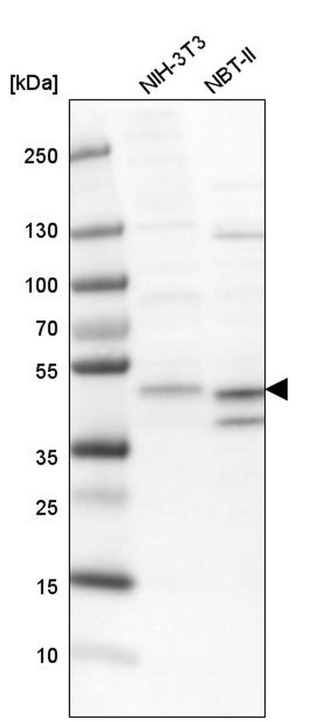 ECSIT Antibody in Western Blot (WB)