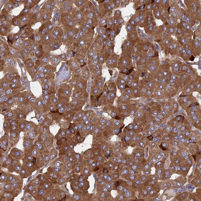 KANSL1L Antibody in Immunohistochemistry (IHC)