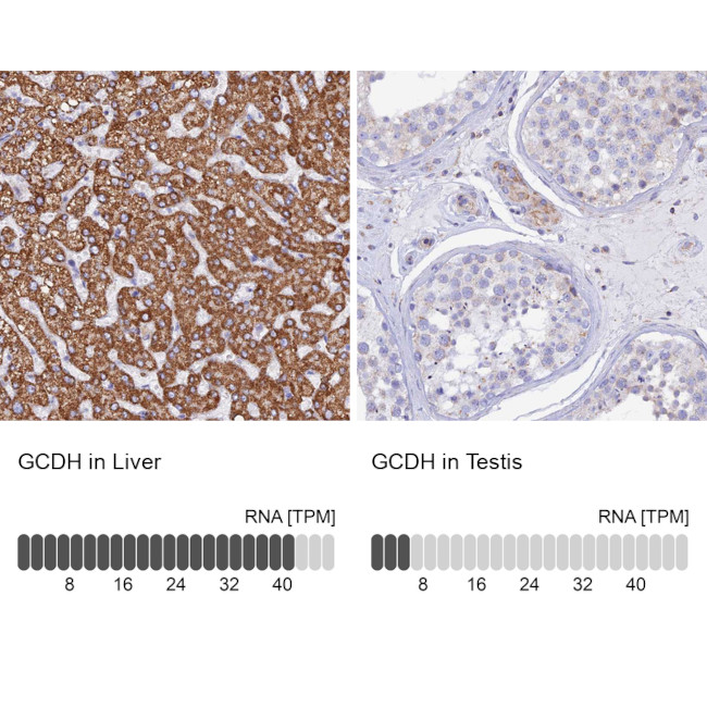 GCDH Antibody