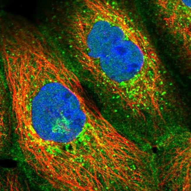 SCAMP4 Antibody in Immunocytochemistry (ICC/IF)