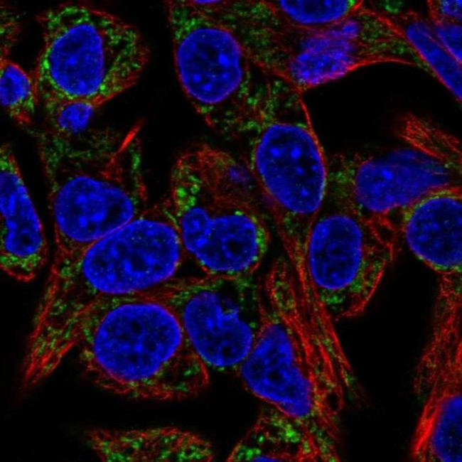 EARS2 Antibody in Immunocytochemistry (ICC/IF)