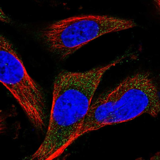 MARCH3 Antibody in Immunocytochemistry (ICC/IF)