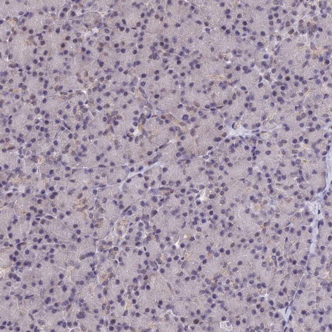 FKBPL Antibody in Immunohistochemistry (IHC)