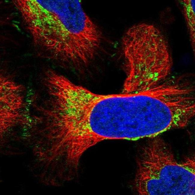 MRPS18B Antibody in Immunocytochemistry (ICC/IF)