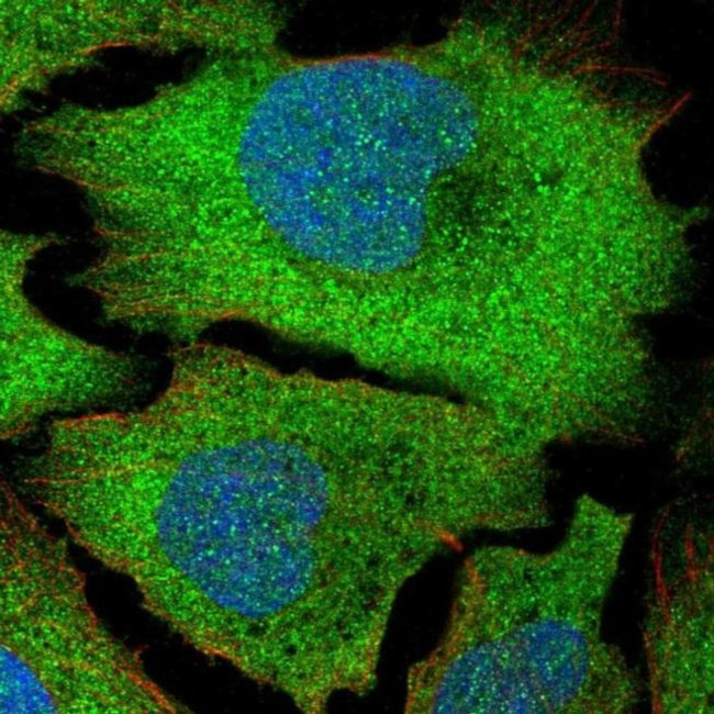 LENG1 Antibody in Immunocytochemistry (ICC/IF)