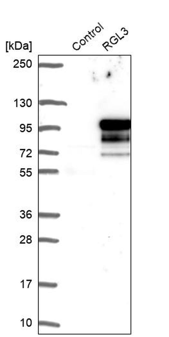 RGL3 Antibody in Western Blot (WB)