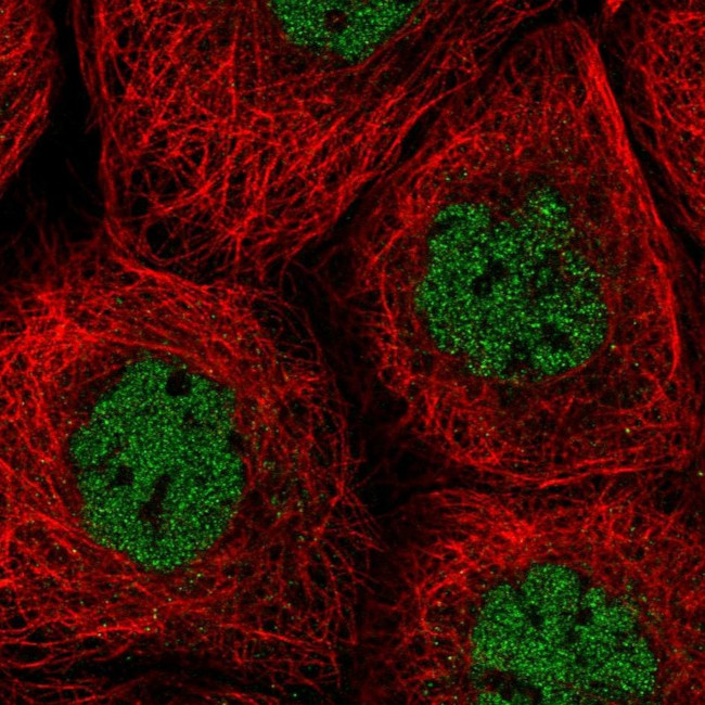 SNX20 Antibody in Immunocytochemistry (ICC/IF)