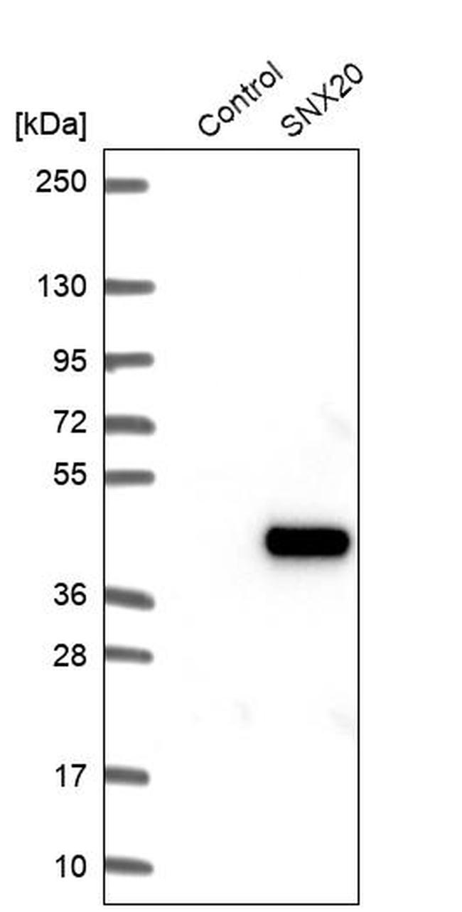 SNX20 Antibody in Western Blot (WB)