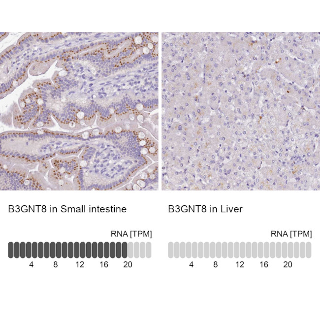 B3GNT8 Antibody in Immunohistochemistry (IHC)
