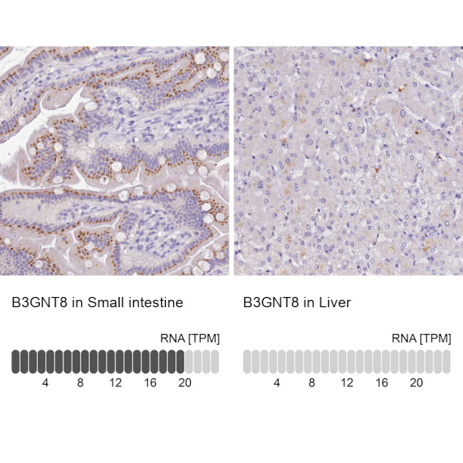 B3GNT8 Antibody