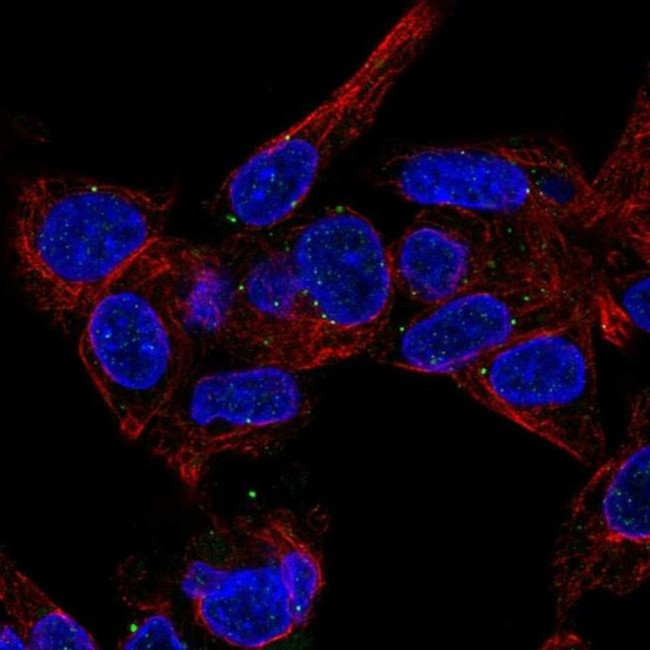 MVB12B Antibody in Immunocytochemistry (ICC/IF)