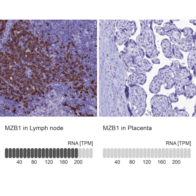 MZB1 Antibody