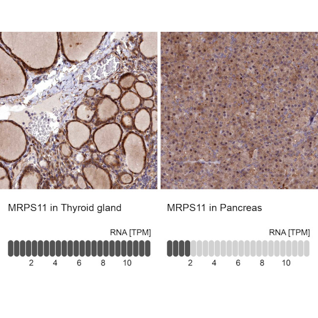 MRPS11 Antibody