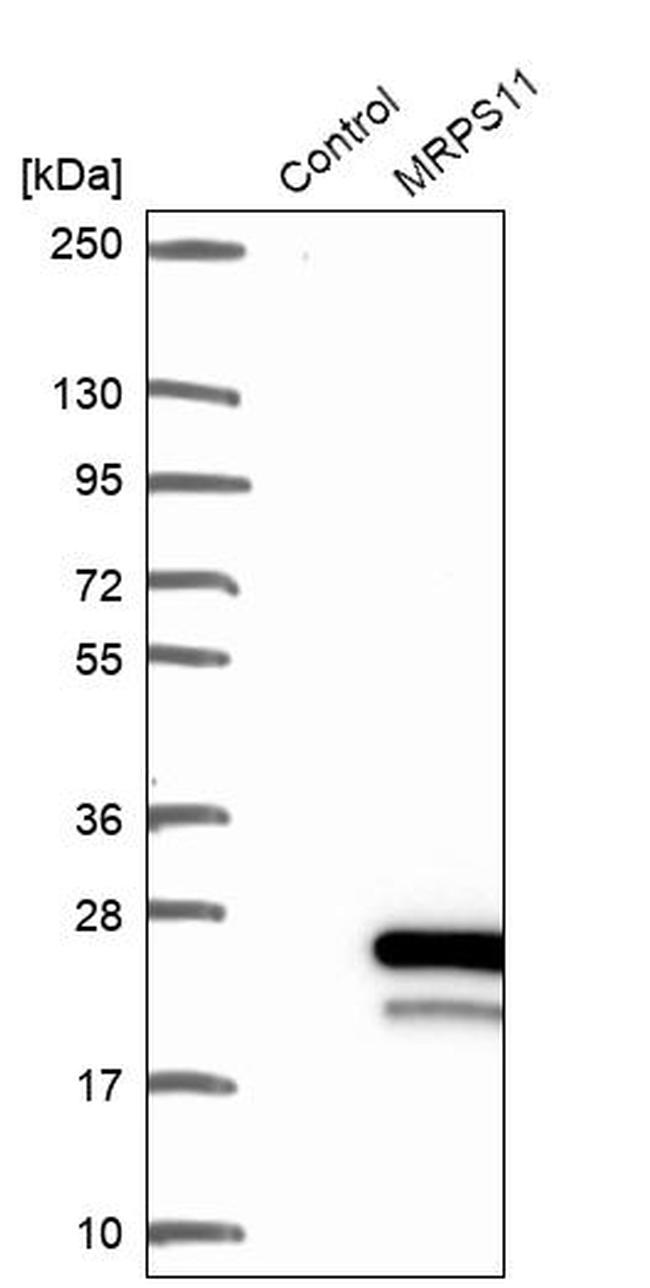 MRPS11 Antibody in Western Blot (WB)