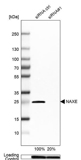 APOA1BP Antibody