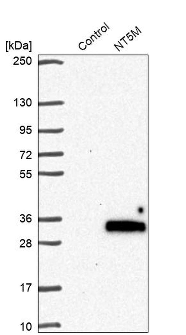 NT5M Antibody in Western Blot (WB)