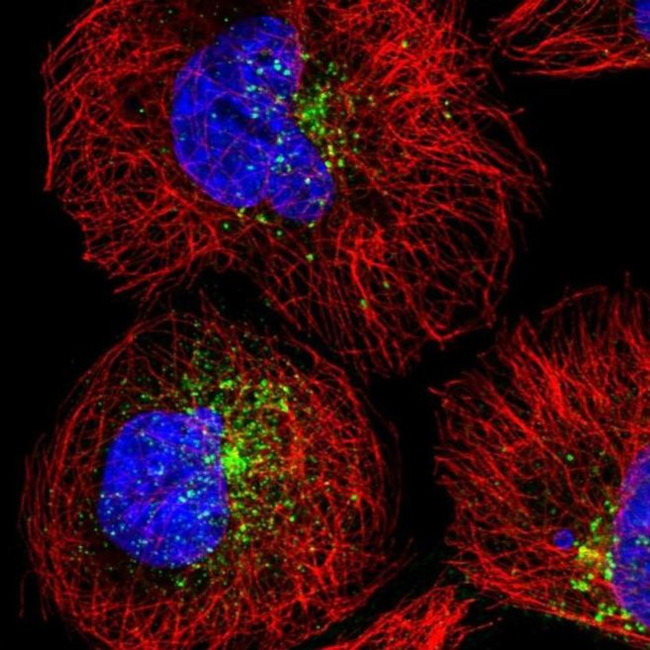 SNX17 Antibody in Immunocytochemistry (ICC/IF)