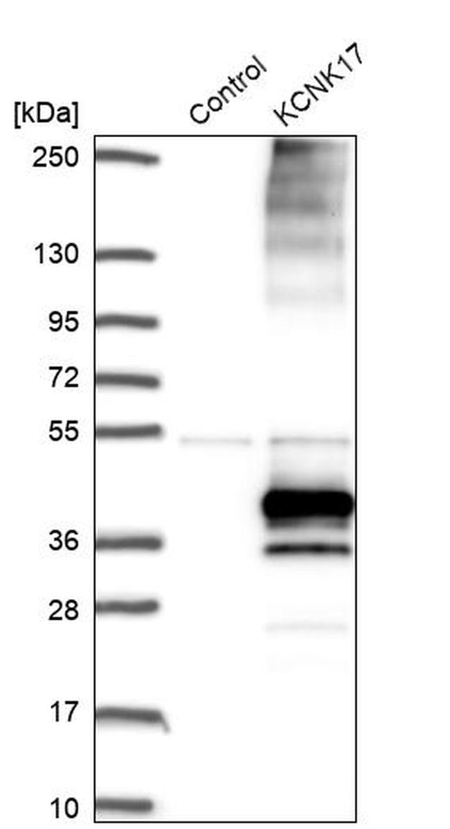 KCNK17 Antibody in Western Blot (WB)