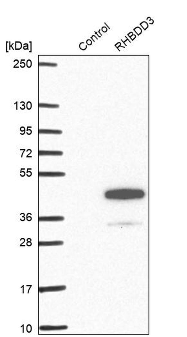 RHBDD3 Antibody in Western Blot (WB)