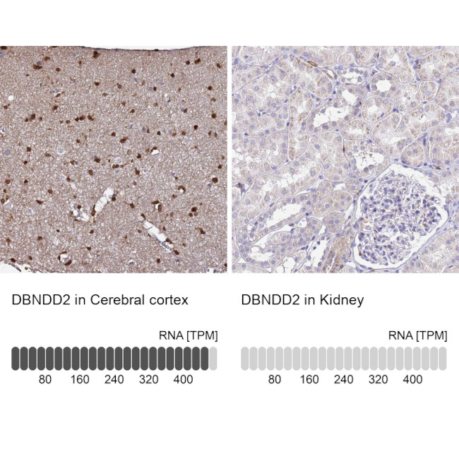 DBNDD2 Antibody