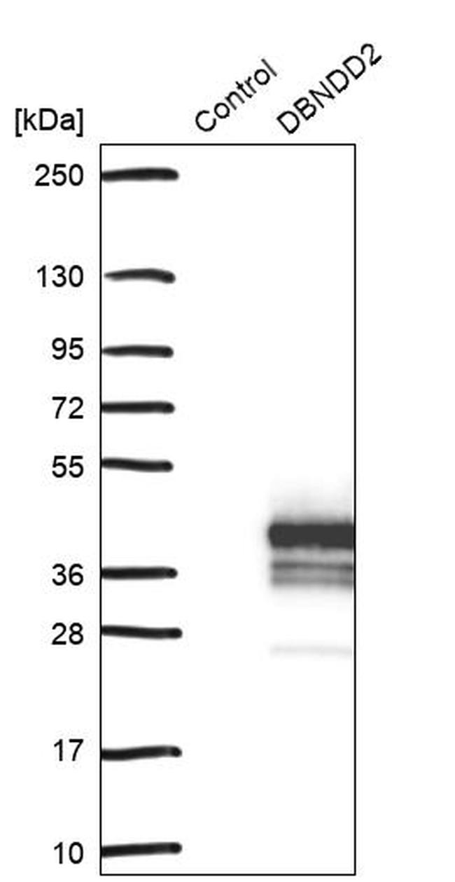 DBNDD2 Antibody in Western Blot (WB)