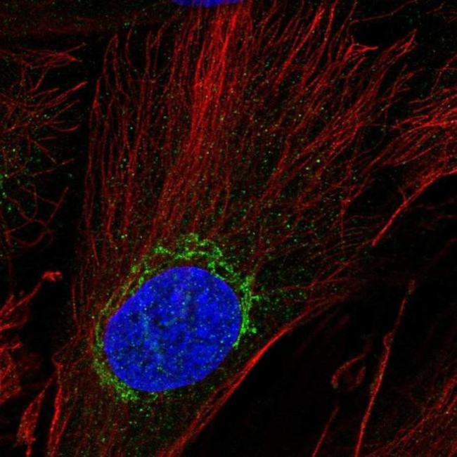 ADAMTSL5 Antibody in Immunocytochemistry (ICC/IF)