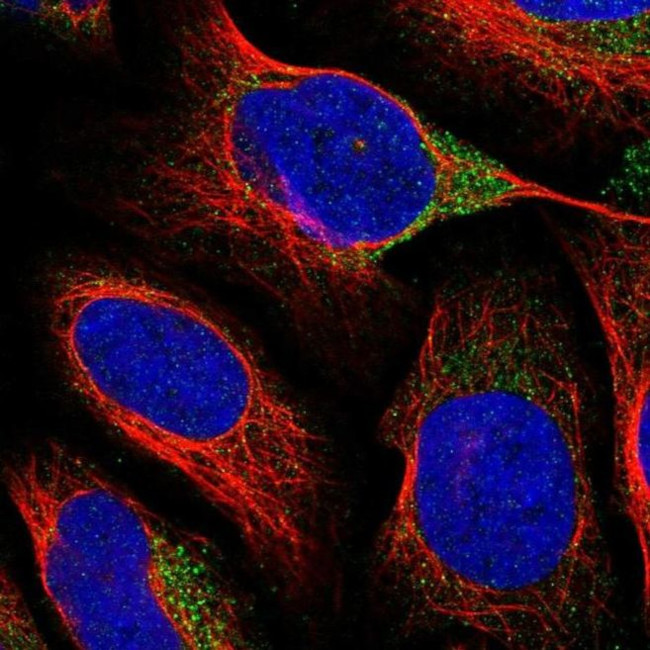 VAT1L Antibody in Immunocytochemistry (ICC/IF)