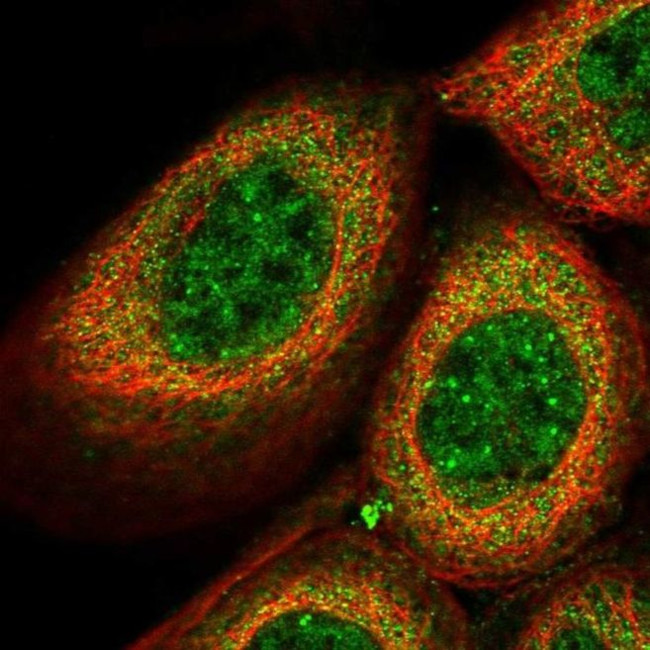 THOC7 Antibody in Immunocytochemistry (ICC/IF)