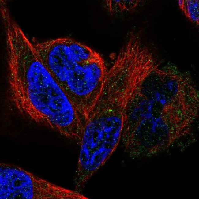 LYRM5 Antibody in Immunocytochemistry (ICC/IF)