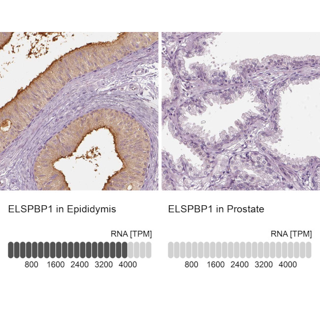 ELSPBP1 Antibody