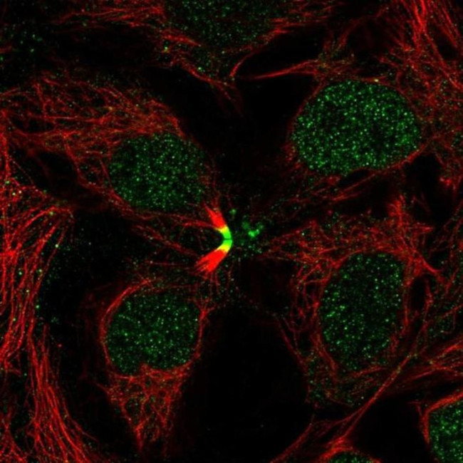 LBX2 Antibody in Immunocytochemistry (ICC/IF)