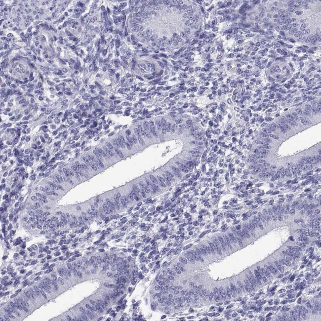 C17orf64 Antibody in Immunohistochemistry (IHC)