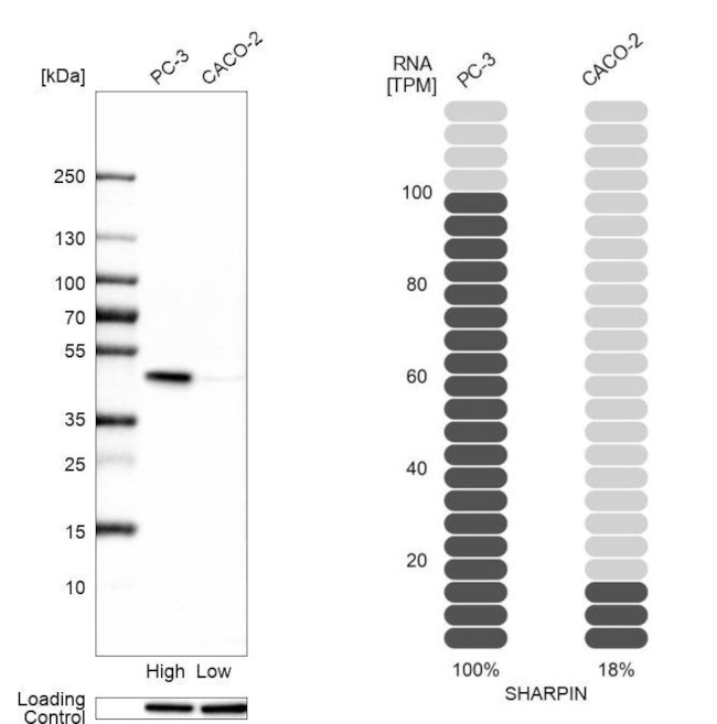 SHARPIN Antibody