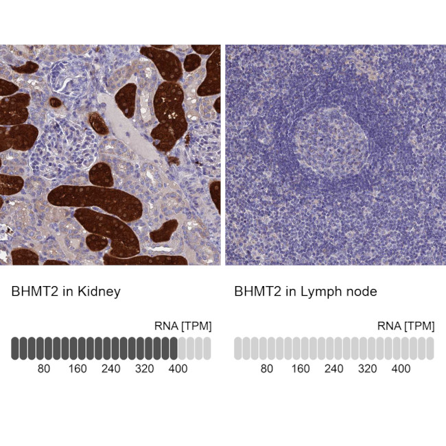 BHMT2 Antibody