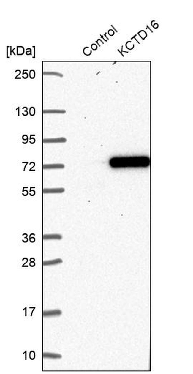 KCTD16 Antibody in Western Blot (WB)