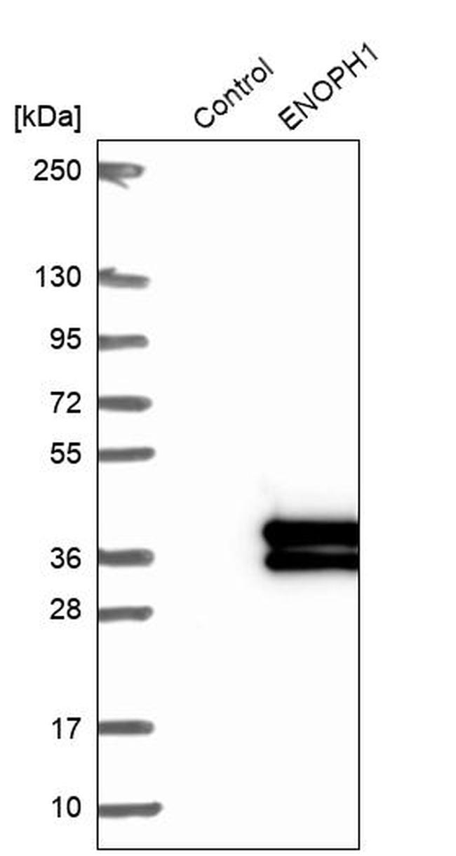 ENOPH1 Antibody in Western Blot (WB)