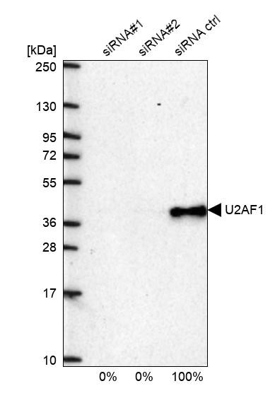 U2AF1 Antibody