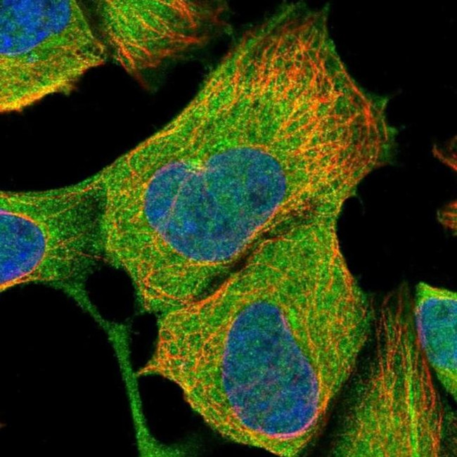 C11orf74 Antibody in Immunocytochemistry (ICC/IF)